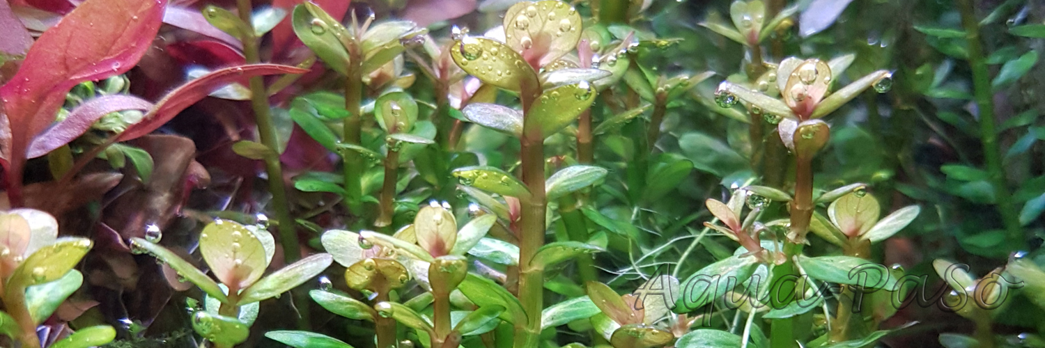 Rotala indica Bonsai, Indische Rotala, Bonsai-Ammannia, Bonsai-Cognacpflanze