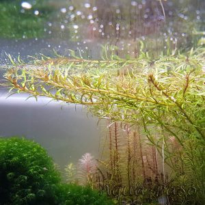 Rotala mexicana Araguaia, Mexikanische Rotala, Rotala pusilla