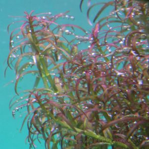Rotala mexicana Goias