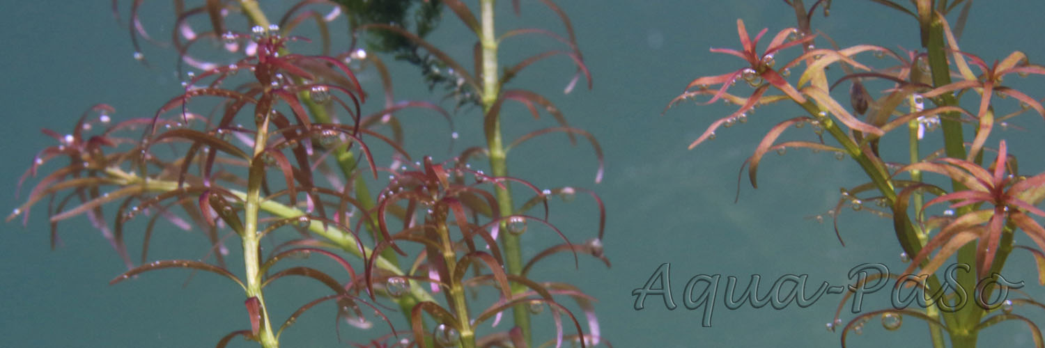 Rotala mexicana Goias