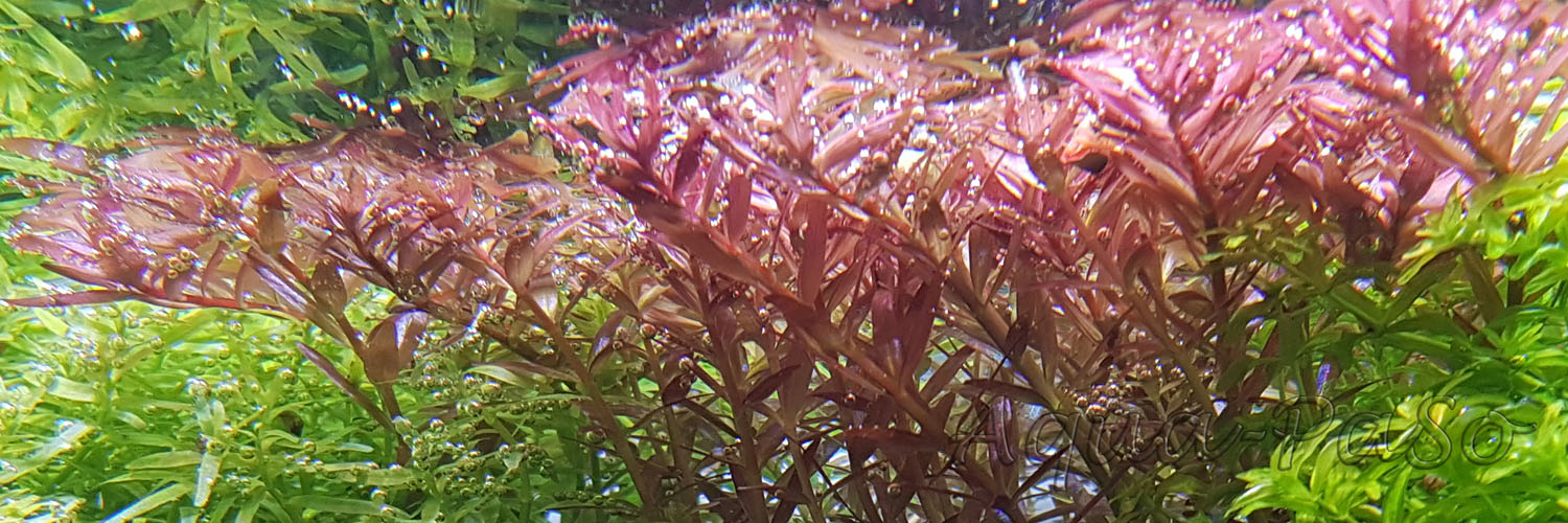 Rotala rotundifolia