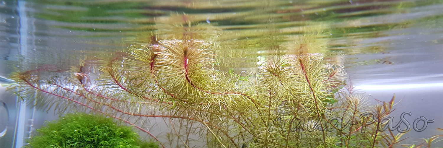 Rotala sp Cambodia