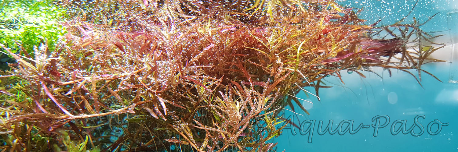 Rotala sp. Gia Lai H'Ra, Rotala sp. Gia Lai, Rotala sp. H'Ra