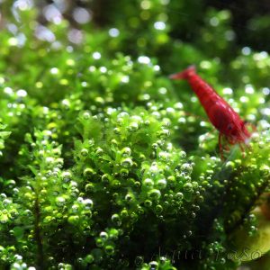 Solenostoma tetragonum