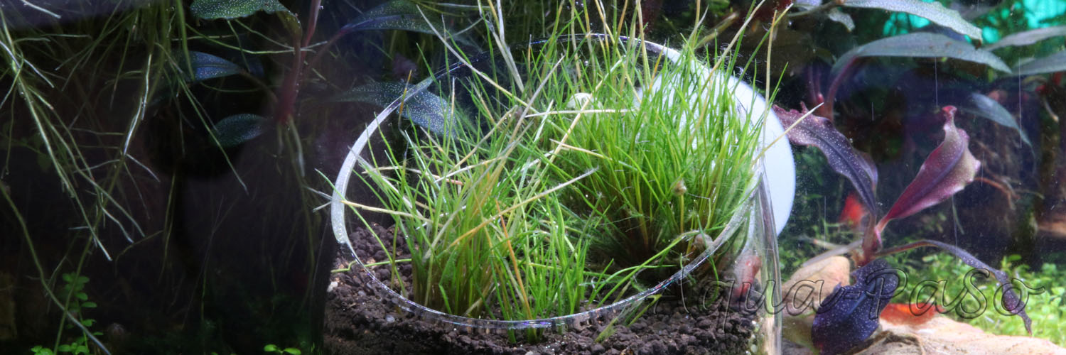 Trithuria lanterna, Eriocaulon Australia red