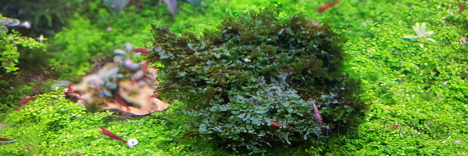 Loxogramme sp. Wave moss Microsorum pteropus Prothallium