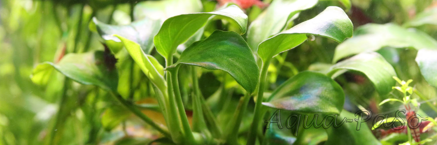 Anubias barteri var. nana Petite, Bonsai Speerblatt