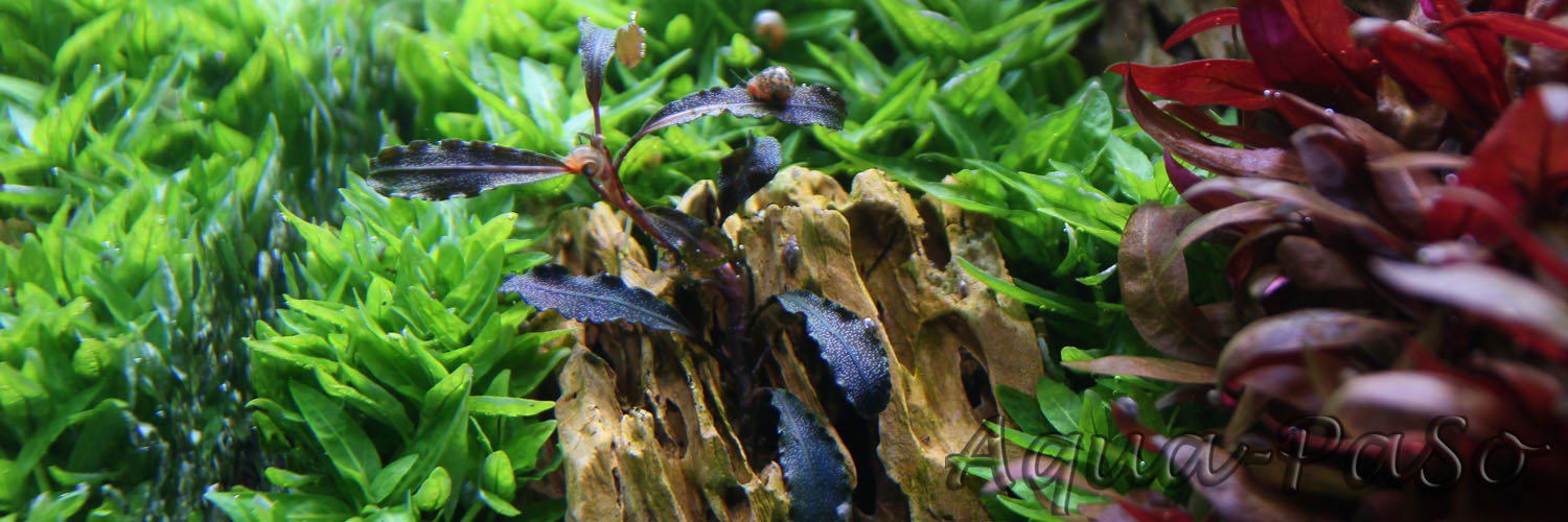 Bucephalandra Kedagang