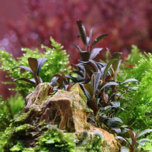 Bucephalandra Mini Coin, sp. Mini Coin