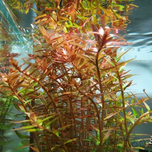 Rotala rotundifolia Orange Juice