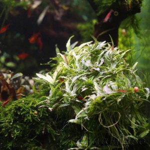 Staurogyne sp. Porto Velho