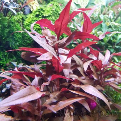 Alternanthera reineckii mini, Mini-Papageienblatt ,''rosaefolia minor''