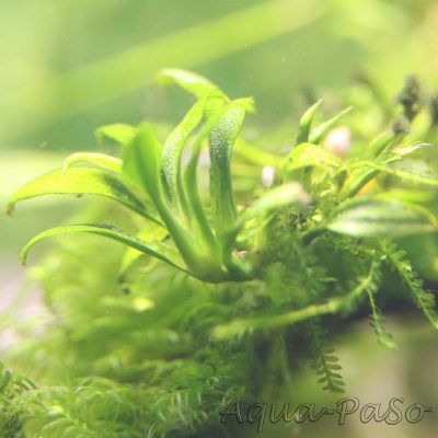 Anubias barteri var. nana Pangolino