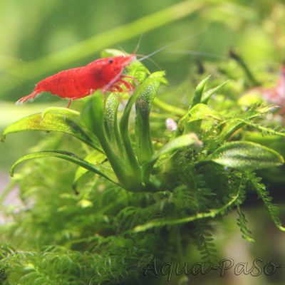 Anubias barteri var. nana Pangolino