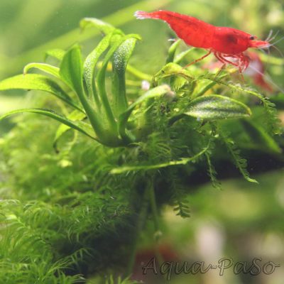 Anubias barteri var. nana Pangolino