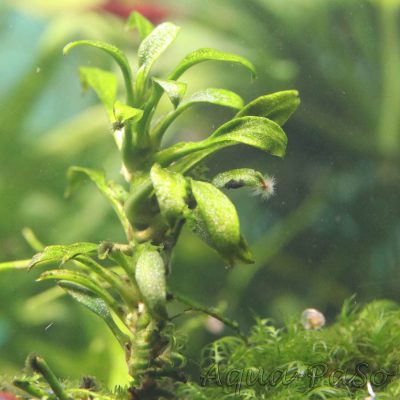 Anubias barteri var. nana Pangolino