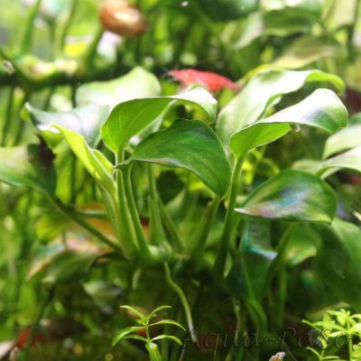 Anubias barteri var. nana Petite, Bonsai Speerblatt