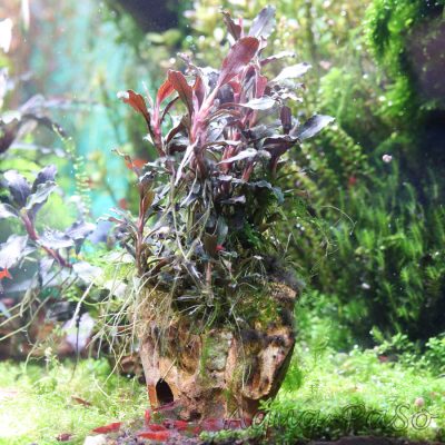 Bucephalandra Brownie Ghost red