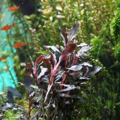 Bucephalandra Brownie Ghost red