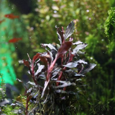 Bucephalandra Brownie Ghost red