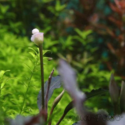 Bucephalandra Brownie Ghost