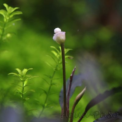 Bucephalandra Brownie Ghost