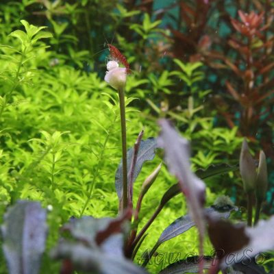 Bucephalandra Brownie Ghost