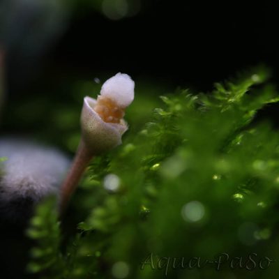 Bucephalandra Brownie Ghost