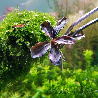 Bucephalndra Apple leaf