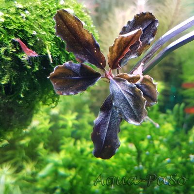 Bucephalndra Apple leaf