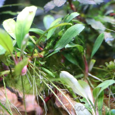 Bucephalandra Aplle leaf malinau