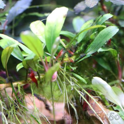 Bucephalandra Aplle leaf malinau