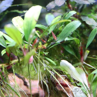 Bucephalandra Aplle leaf malinau