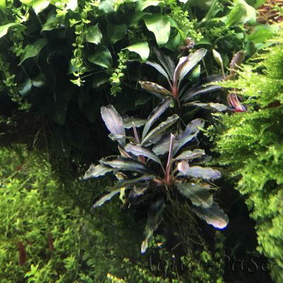 Bucephalandra Arrow head blue