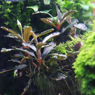Bucephalandra Arrow head blue