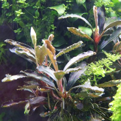 Bucephalandra Arrow head blue