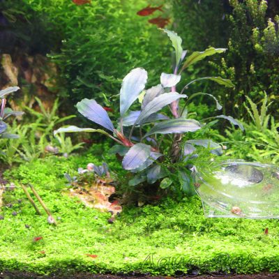 Bucephalandra Black Phantom