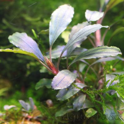 Bucephalandra Black Phantom