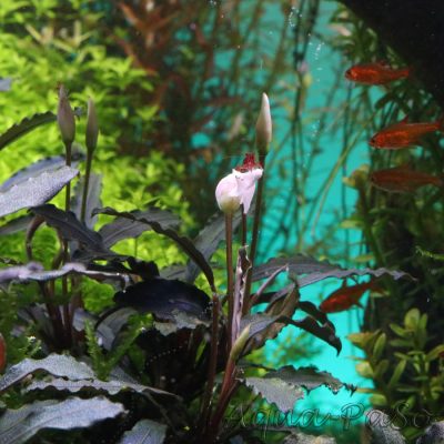 Bucephalandra Brownie Ghost