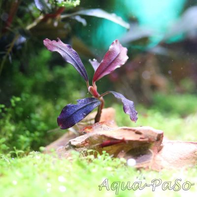 Bucephalandra Brownie Ghost 2011