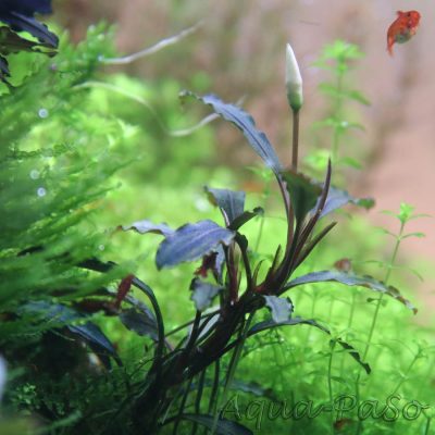 Bucephalandra Brownie Ghost