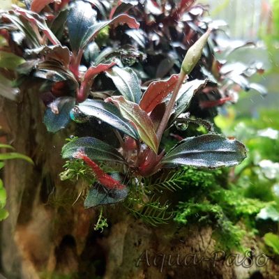 Bucephalandra Brownie Purple