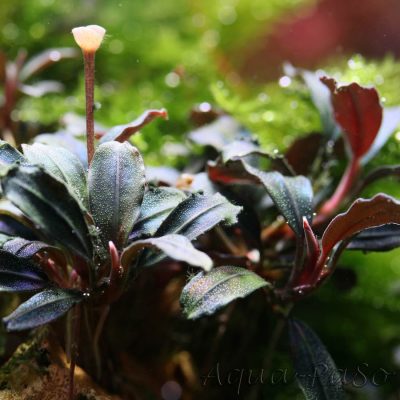 Bucephalandra Brownie Purple