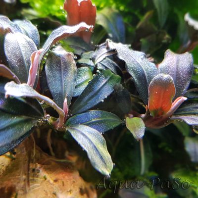 Bucephalandra Brownie Purple