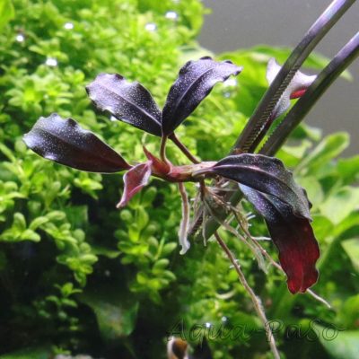 Bucephalandra Brownie Satan
