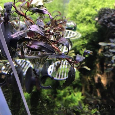 Bucephalandra Brownie Satan