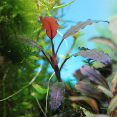 Bucephalandra Brownie Satan