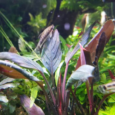 Bucephalnadra Dark Achilles