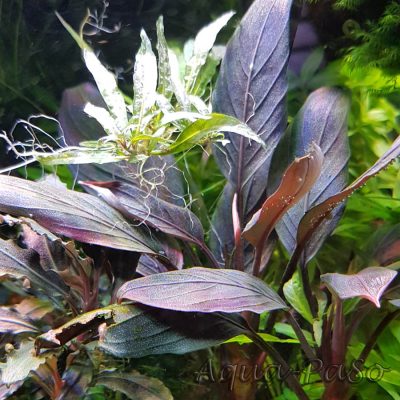 Bucephalnadra Dark Achilles