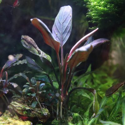 Bucephalnadra Dark Achilles